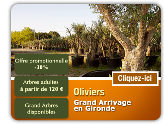 Grand arrivage d'Oliviers en Gironde